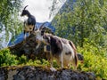 Goats free in the iInnerdalen valley, Norway