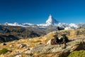 Goats in front of Matterhorn, Zermatt Royalty Free Stock Photo