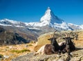 Goats in front of Matterhorn, Zermatt Royalty Free Stock Photo