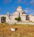 Goats in front of the Panagia Kanakaria Church and Monastery in the turkish occupied side of Cyprus Royalty Free Stock Photo