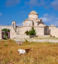 Goats in front of the Panagia Kanakaria Church and Monastery in the turkish occupied side of Cyprus 4 Royalty Free Stock Photo