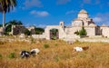 Goats in front of the Panagia Kanakaria Church and Monastery in the turkish occupied side of Cyprus 2 Royalty Free Stock Photo