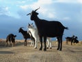 Goats gathered on dirt road