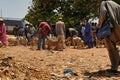 FARAFENNI, GAMBIA - CIRCA MARCH, 2017: goats get traded on traditional animal market