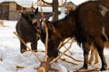 Goats gnaw Christmas tree