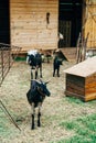 Goats on a goat farm. A wooden shed in the farm yard.