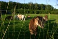 Goats on grass pasture