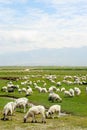 Goats on the grassland Royalty Free Stock Photo