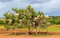 Goats graze in an argan tree - Morocco Royalty Free Stock Photo