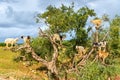 Goats graze in an argan tree - Morocco Royalty Free Stock Photo