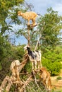 Goats graze in an argan tree - Morocco Royalty Free Stock Photo