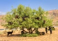 Goats graze in argan trees Royalty Free Stock Photo