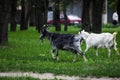 Goats graze in a city park