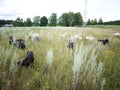 Goats graze in the field. A herd of goats graze and eat the grass on a Sunny day, details and close-up. Royalty Free Stock Photo