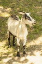 Goats graze on the lawn of the farm