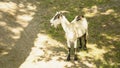 Goats graze on the lawn of the farm