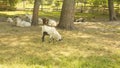 Goats graze on the lawn of the farm