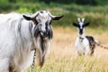 Goats graze in the meadow Royalty Free Stock Photo