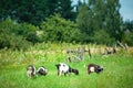 Goats graze in the meadow Royalty Free Stock Photo