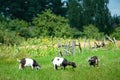 Goats graze in the meadow Royalty Free Stock Photo