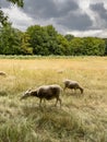 Goats graze in the meadow