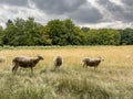 Goats graze in the meadow