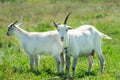 Goats graze in a meadow. Funny goat with one horn. Royalty Free Stock Photo