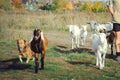 Goats graze in a meadow in the village. Shepherd leads cattle from pasture Royalty Free Stock Photo