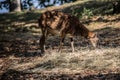 Goats graze in a mountain meadow Royalty Free Stock Photo