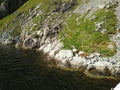 Goats graze near the coast in the Lysefjord, Norway. View