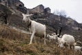 Goats graze on the ruins of an ancient civilization