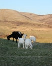 Goats graze in a valley by the mountains