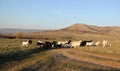 Goats graze in a valley by the mountains