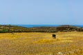 Goats grazing dry grass at summer in cycladic Kithnos island in Greece