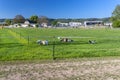 Goats grazing in a fenced pasture on a beautiful spring day in Germany with a blue sky in the background. Royalty Free Stock Photo