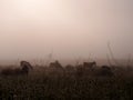Goats grazing in the fog