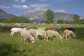 Goats grazing in foreground with mountains in background of Pyrenees Mountains, Province of Huesca, Spain