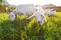 Goats grazing on fresh grass, low wide angle photo with strong sun backlight Royalty Free Stock Photo