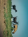 Goats are grazing in a grassland Royalty Free Stock Photo