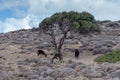 Goats grazing in the mountains under a big tree on a overcast day Lassithi area, island Crete, Greece Royalty Free Stock Photo