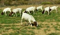 Goats grazing near the small town of Wupperthal in the Western Cape Royalty Free Stock Photo