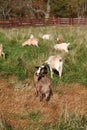 Goats grazing in a paddock on a rural farm Royalty Free Stock Photo