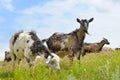 goats grazing on pasture