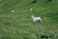 Goats grazing on a summer pasture. Walking on hill slope.