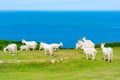 Goats on Great Orme