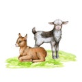 Goats on the green grass. Hand drawn illustration. Couple of farm domestic animals. Cute little goats standing and