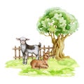 Goats on the green grass under the tree. Countryside landscape scene. Hand drawn illustration. Couple of farm domestic