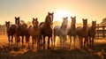 goats group of farm animals Royalty Free Stock Photo