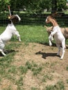 2 Goats head butting Royalty Free Stock Photo