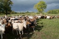 Goats Herd Royalty Free Stock Photo